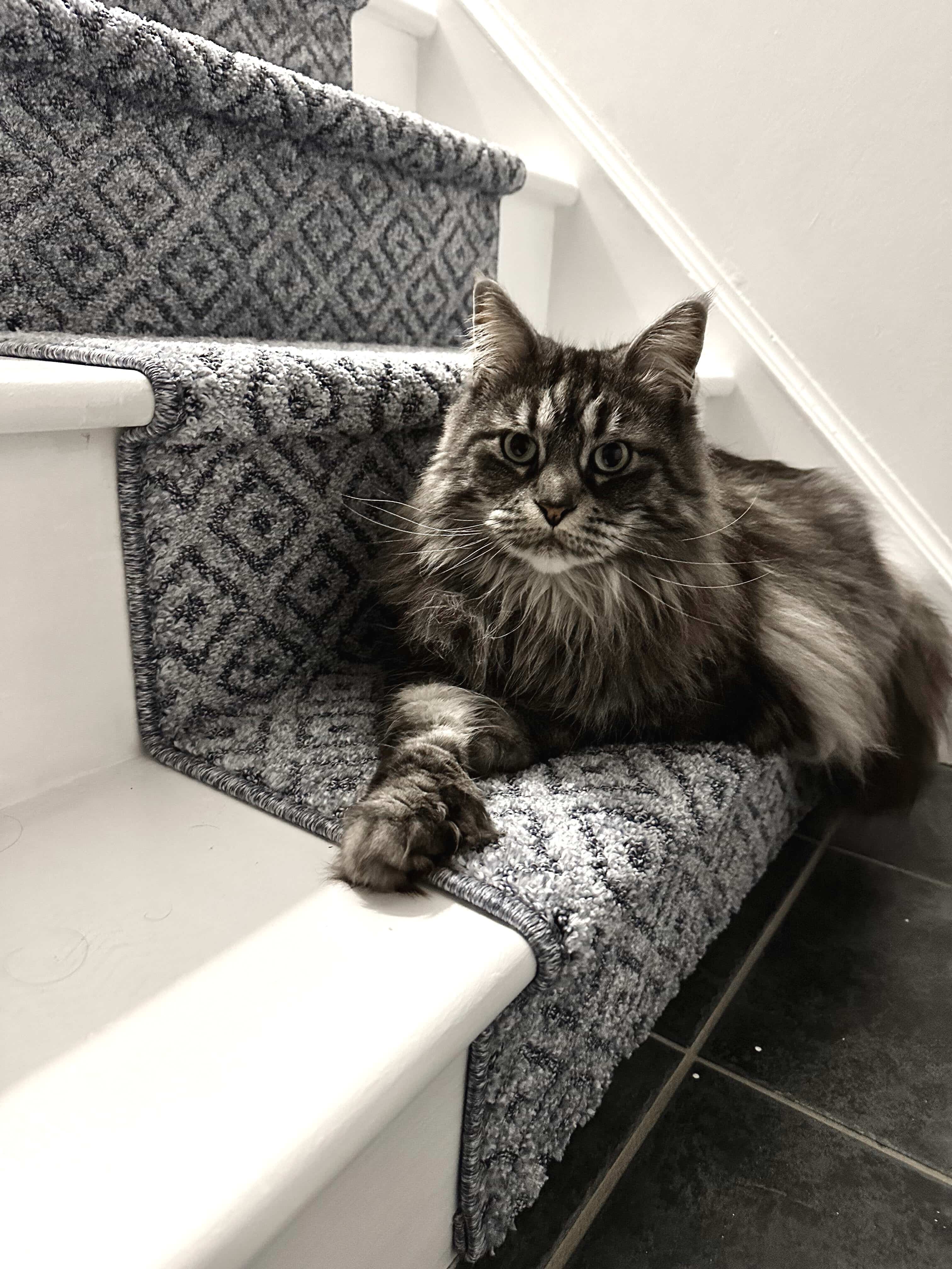 Cat sitting on a carpeted staircase with a patterned runner
