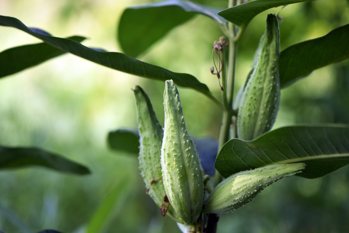 Seed pods on a common milkweed plant — the plant whose stalk fiber the craft turns into cordage.