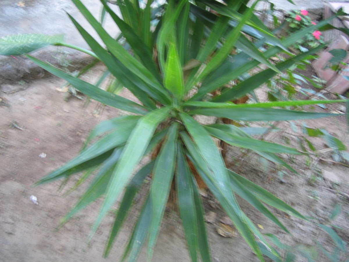 An izote — the yucca whose leaves carry the craft's fiber — growing in Central America.