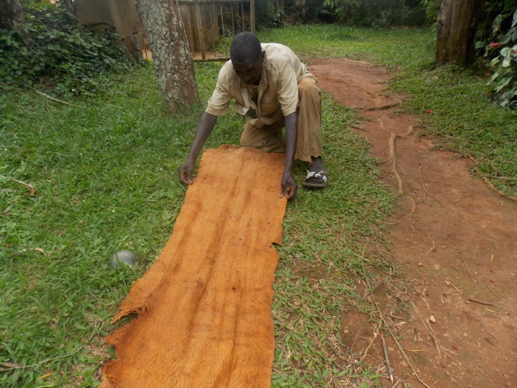 A maker spreading a freshly beaten strip of russet lubugo barkcloth to dry in the sun in Uganda.